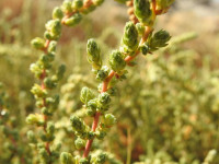Camphorosma monspeliaca
