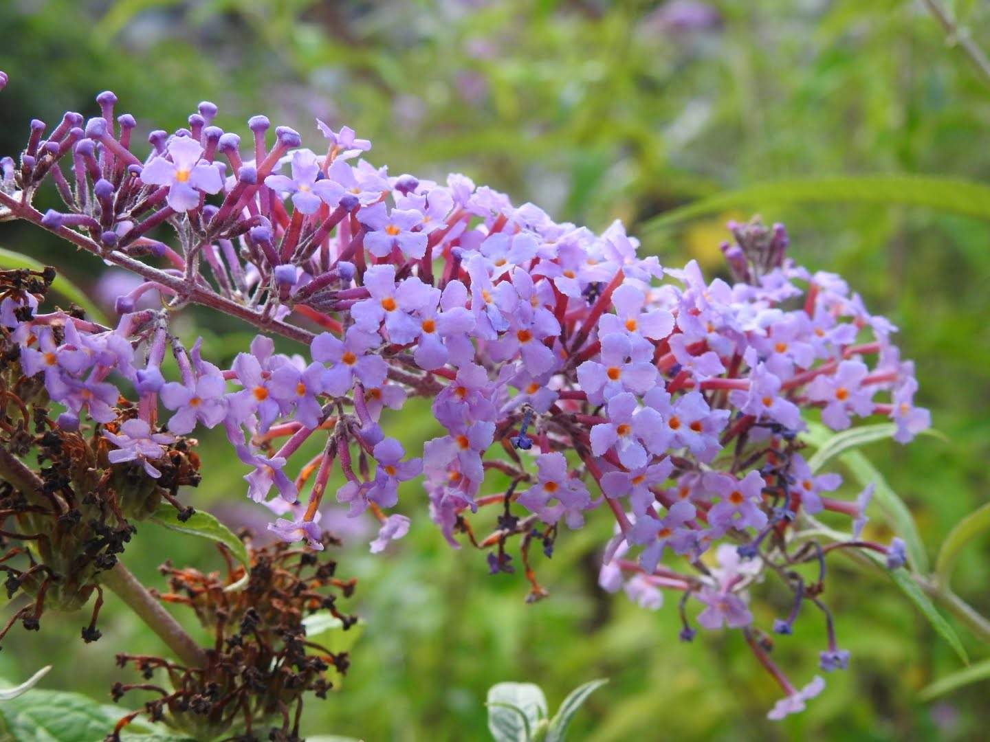 Buddleja davidii