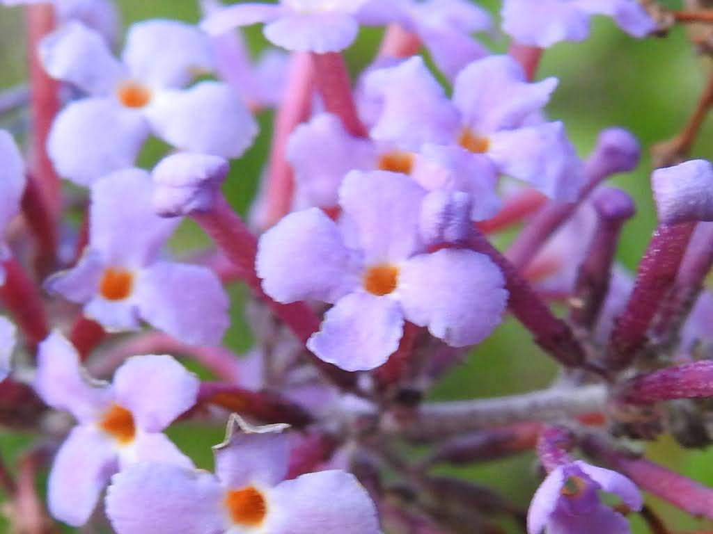 Buddleja davidii
