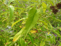 Buddleja davidii