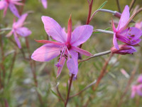 Chamaenerion dodonaei