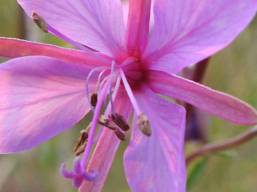 Chamaenerion dodonaei