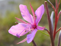 Chamaenerion dodonaei