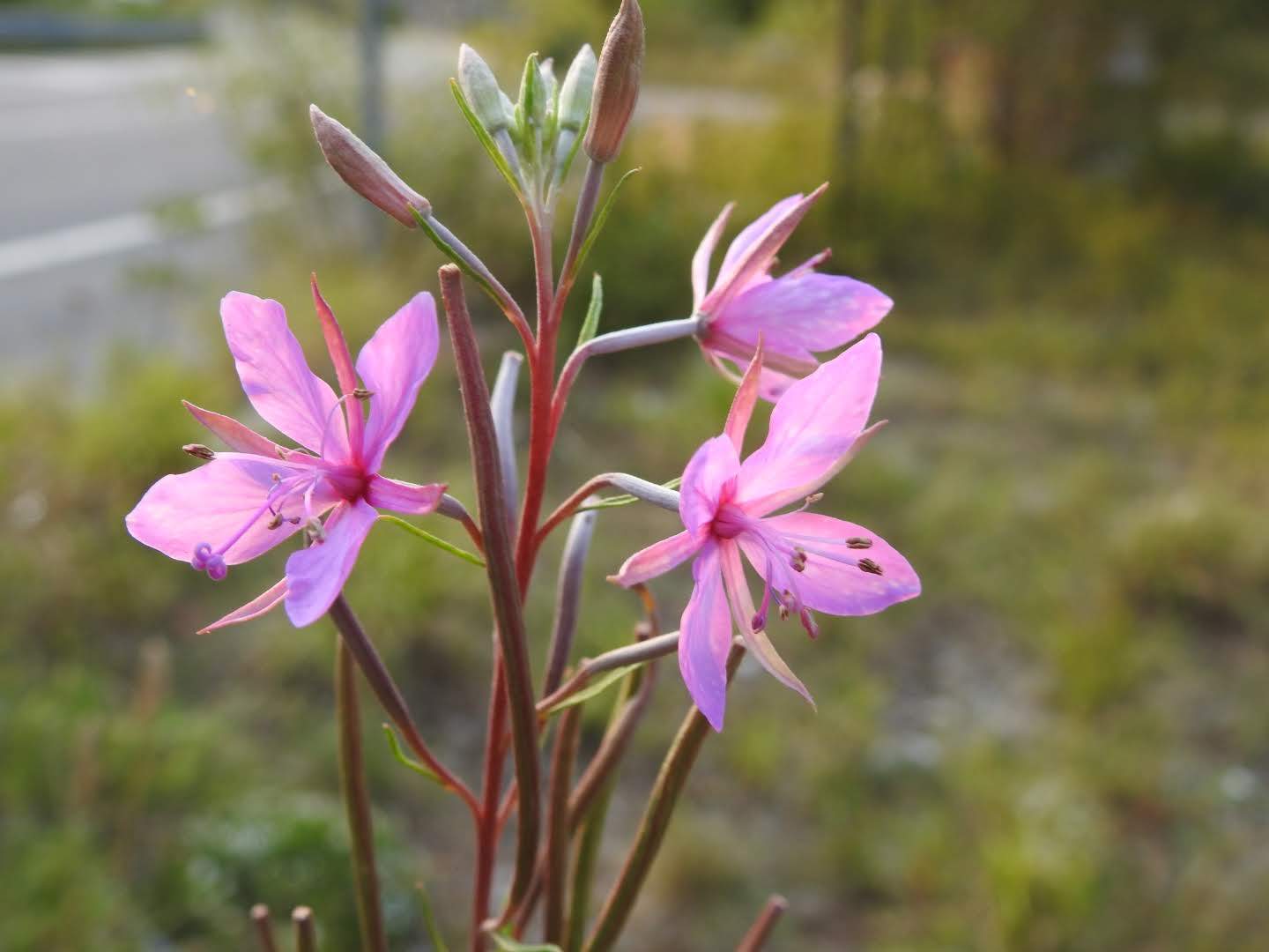 Chamaenerion dodonaei