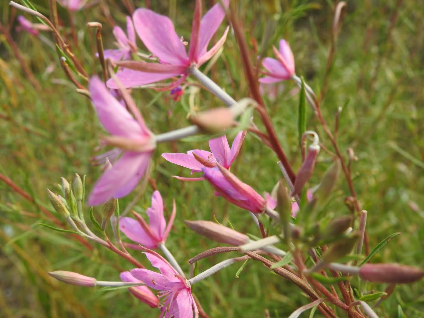 Chamaenerion dodonaei