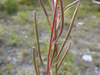 Chamaenerion dodonaei