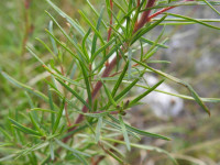 Chamaenerion dodonaei