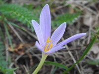Colchicum alpinum