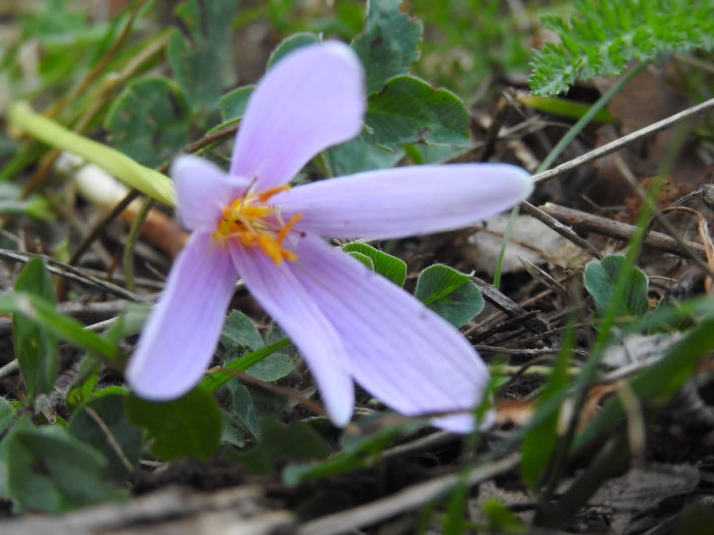 Colchicum alpinum