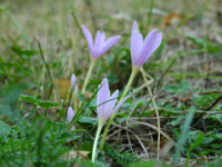 Colchicum alpinum