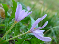 Colchicum alpinum