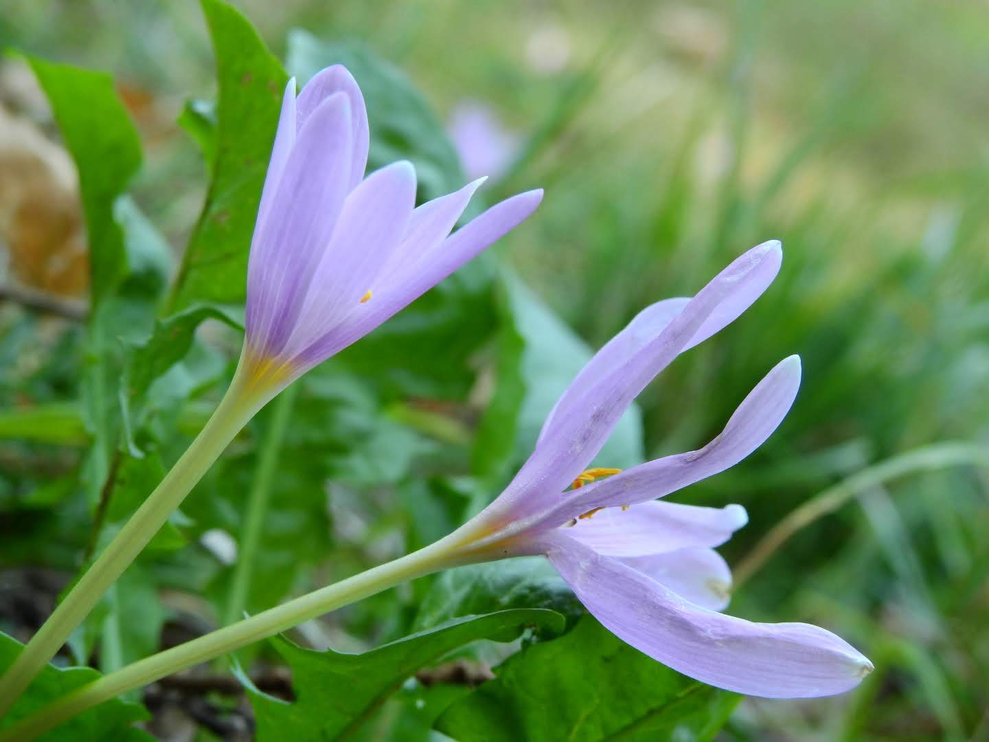 Colchicum alpinum