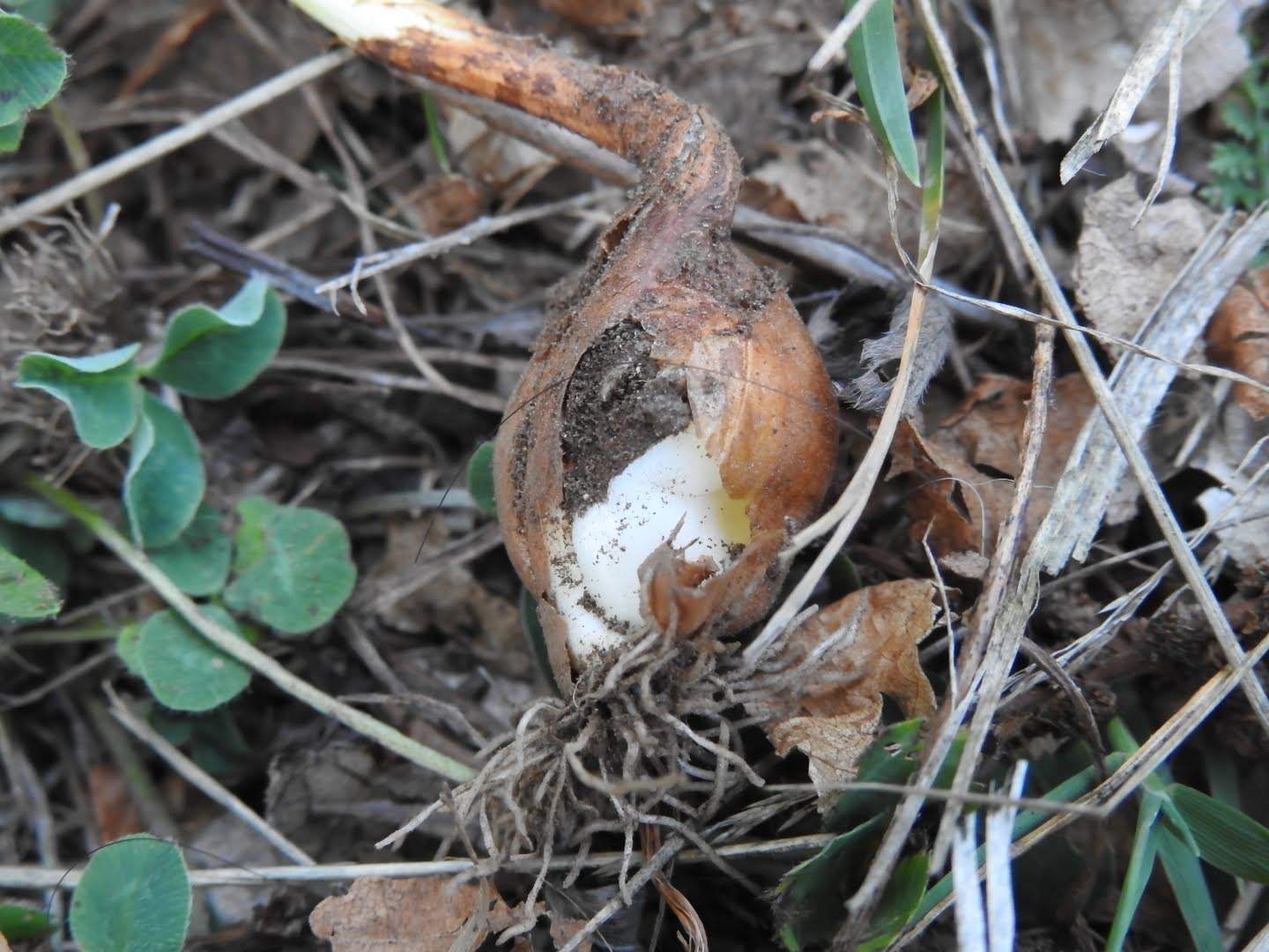 Colchicum alpinum