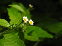 Galinsoga quadriradiata