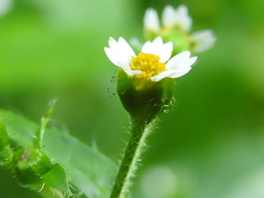 Galinsoga quadriradiata