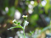 Galinsoga quadriradiata