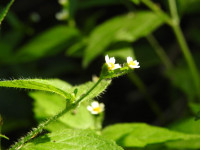 Galinsoga quadriradiata