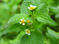 Galinsoga quadriradiata
