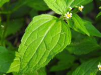 Galinsoga quadriradiata