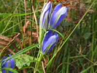 Gentiana pneumonanthe