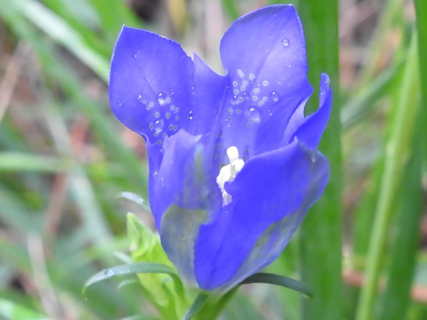 Gentiana pneumonanthe