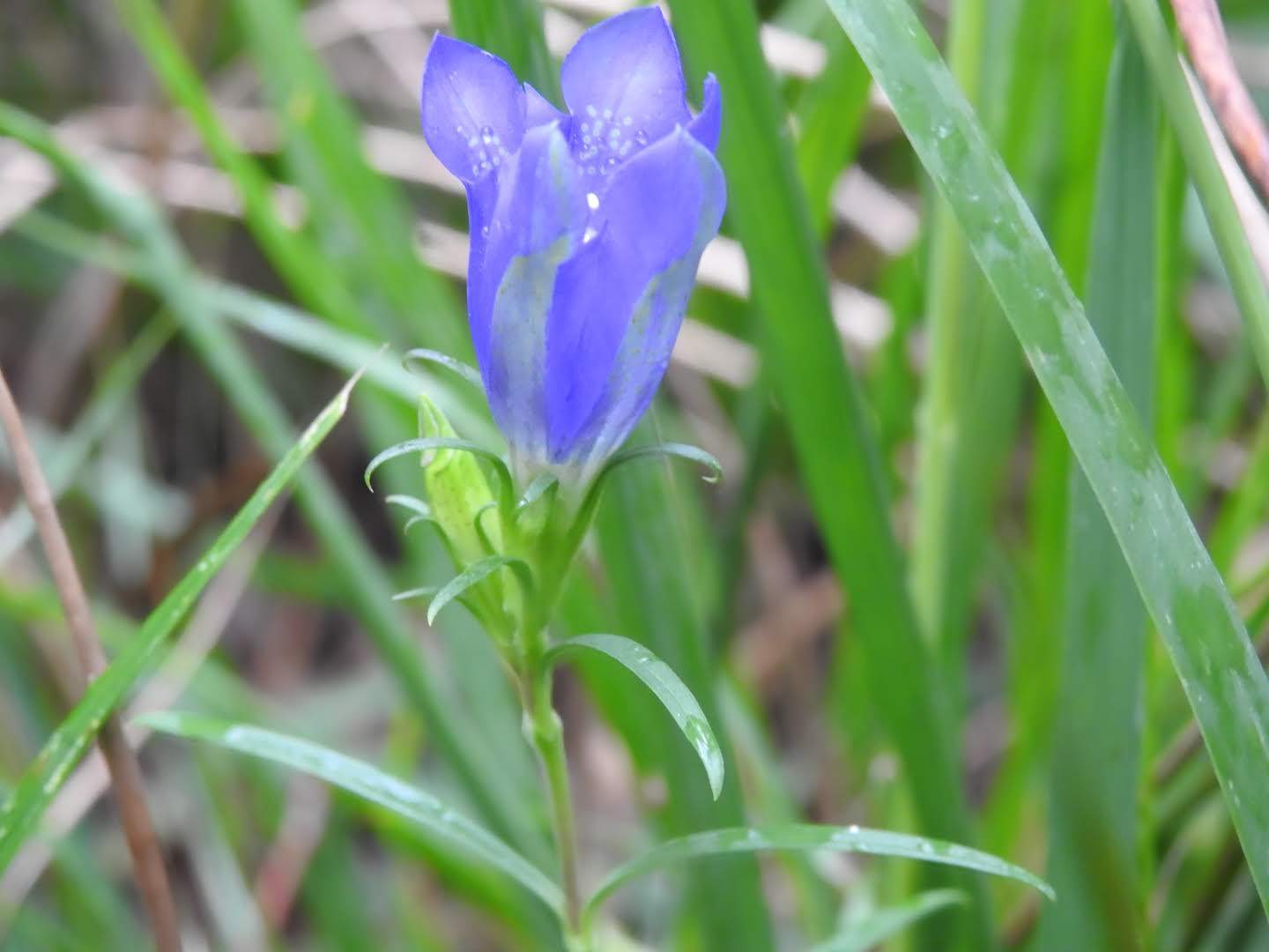 Gentiana pneumonanthe