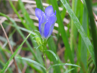 Gentiana pneumonanthe