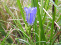 Gentiana pneumonanthe