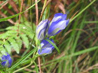 Gentiana pneumonanthe