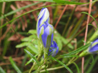 Gentiana pneumonanthe