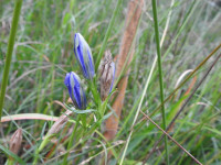 Gentiana pneumonanthe