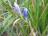 Gentiana pneumonanthe