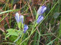 Gentiana pneumonanthe