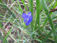 Gentiana pneumonanthe