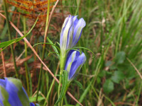 Gentiana pneumonanthe