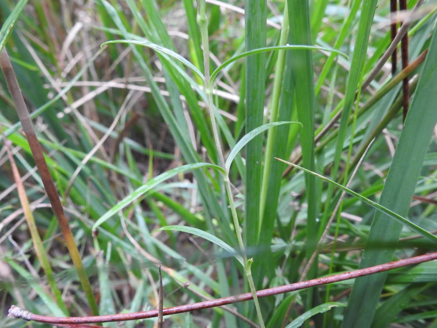 Gentiana pneumonanthe