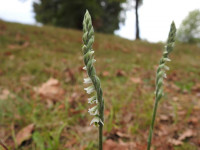 Spiranthes spiralis