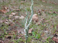 Spiranthes spiralis