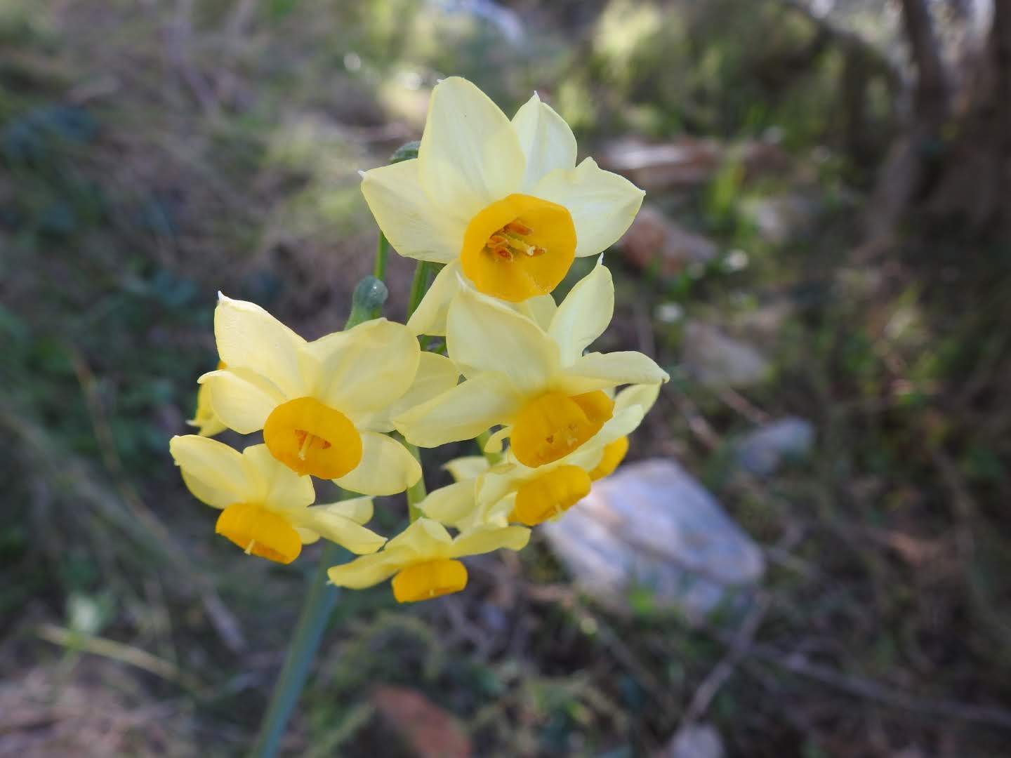 Narcissus tazetta