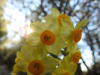 Narcissus tazetta