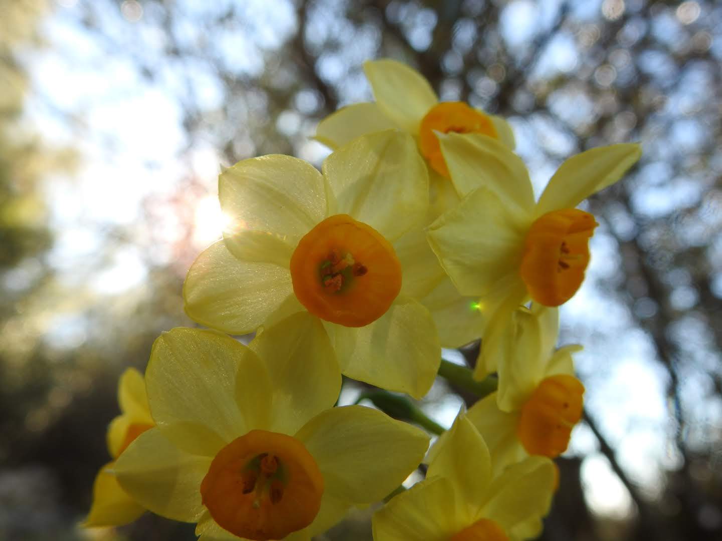 Narcissus tazetta