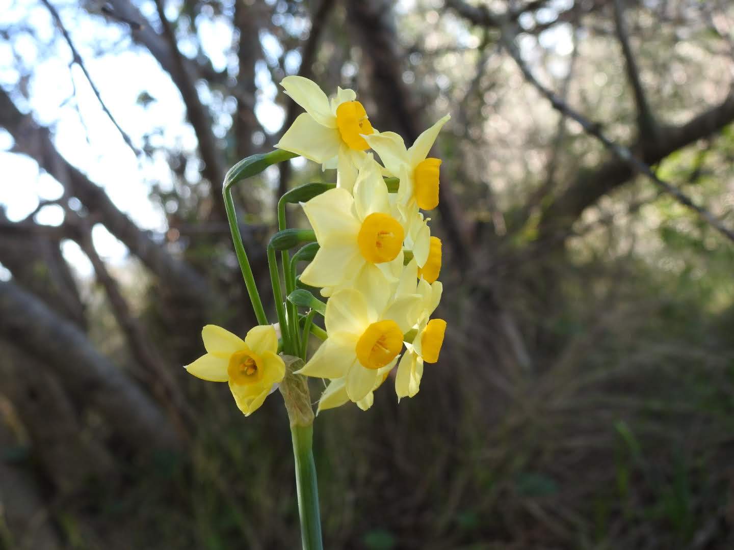 Narcissus tazetta