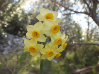 Narcissus tazetta