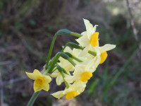 Narcissus tazetta
