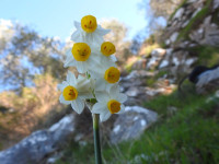 Narcissus tazetta