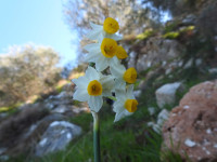 Narcissus tazetta