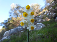 Narcissus tazetta