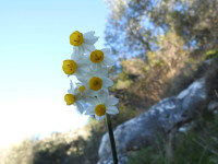 Narcissus tazetta