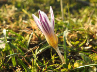 Crocus biflorus