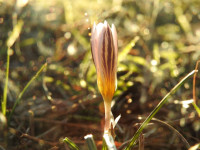 Crocus biflorus
